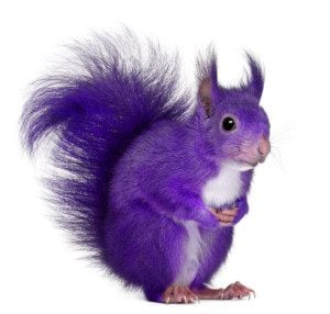 6 Key Steps to finding your Perfect Employee ....The Hunt for the Purple Squirrel